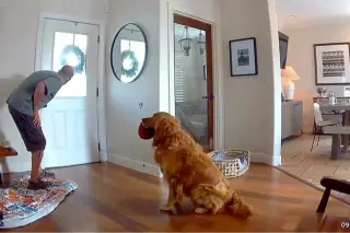 San Diego retriever turns break-in into a toy-giving greeting
