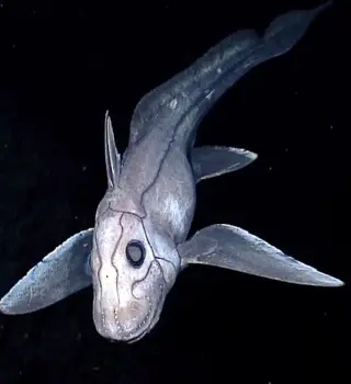 Ancient Ghost Sharks Dwell Deep, Pack Venomous Spines, and Survive the Abyss