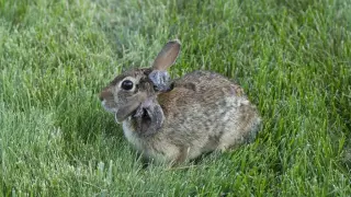 Horned Rabbits in St. Paul: Shope Virus Turns Bunnies into Frankenstein Figures