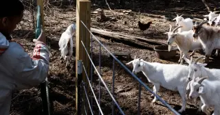 Rabies Detected in Four Baby Goats at NC Mobile Petting Zoo, Authorities Warn Contacts