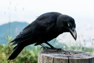 Crows Redefine Clever: Faces, Tools and Social Smarts