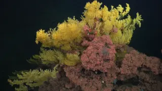 Deep-Sea Discovery: 'Golden Tree' Coral Requires New Family in Evolutionary Tree