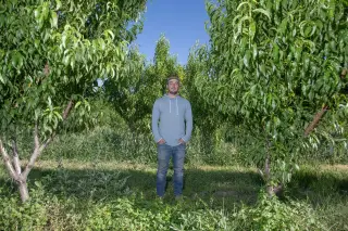 April Freeze Devastates Colorado North Fork Valley Orchards, Forcing Farms to Rebuild