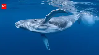 Blue and Fin Whales Begin Quiet Return to Southeast Atlantic Coast