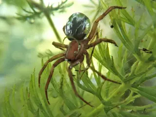 Breathing underwater: the diving bell spider's air-bubble life