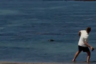 Rich tourist detained after rock-throwing at Maui’s endangered monk seal