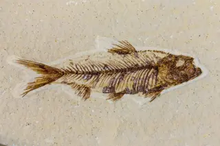 Forgotten London Fossil Reveals New Coelacanth Species, Filling 50-Million-Year Evolutionary Gap