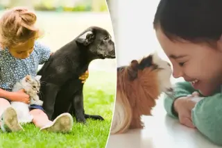 Early-Childhood Cats Linked to Higher Risk of Kids’ Mental Health Issues