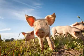 Michigan resident contracts H1N2 swine flu after county youth fair exposure
