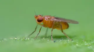 Tiny brains, big navigation: fruit flies use memory to track drifting odors
