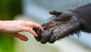 The Soviet Scientist Who Sought a Human-Chimp Hybrid and Paid the Price