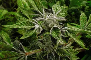 Trump reclassifies state-licensed medical cannabis in landmark policy shift