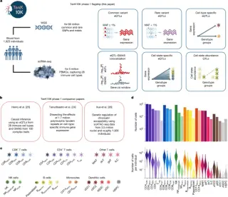 TenK10K Study Maps 150,000 Genetic Effects Across 28 Immune Cell Types