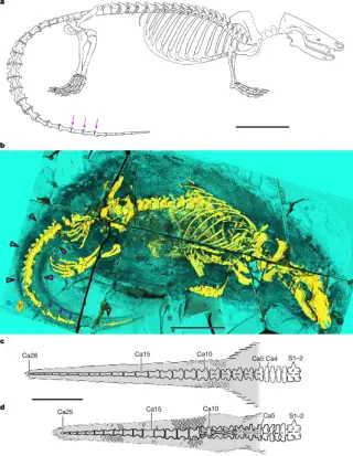 New Jurassic Fossil Megacauda Reveals Ancient Origins of Mammalian Swallowing and Swimming