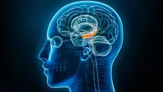Brain estrogen in both sexes shapes memory's resilience to stress
