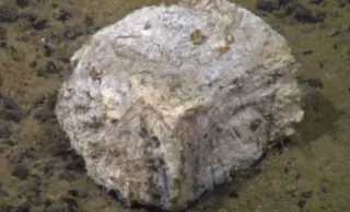 Antarctic Whale Fall Reveals Hidden Deep-Sea Food Web