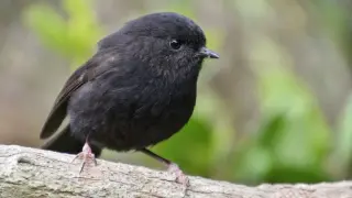 New Zealand’s tiny gothic black robin crowned Bird of the Year 2026