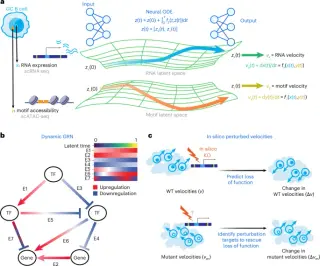 DynaVelo Model Predicts B Cell Fate Shifts and Rescue Targets from Single-Cell Multiome Data