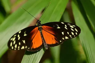 Tropical butterflies age slowly, revealing clues to longevity