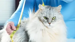 GLP-1 Weight-Loss Drugs Head for Cats in Early Vet Trials