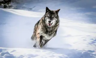 Radiation-Tolerant Wolves in Chernobyl Reveal Rapid Genetic Shifts Tied to Cancer Resistance