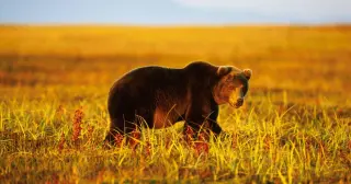 Siberian Bear Crisis: Fatalities Surge as Towns Declare 'Siege' Status