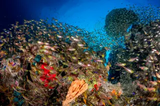 Oceanic oxygen loss could destabilize ecosystems, scientists warn
