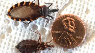 Springtime kissing bugs heighten risk of deadly heart parasite in Florida