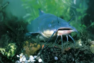 Wild brown bullhead catfish reveal first transmissible cancer documented in fish