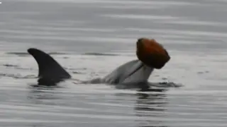 Dolphins Use Seashell Tools to Fish, Calf Copies Tactic in Rare Display