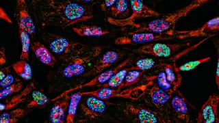 Tampered Images Question the Reliability of Commercial Antibodies