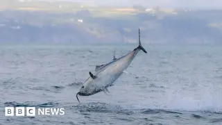 WWF's 2026 Report: Global Wildlife Down 73%, Yet Tuna and Tiger Recoveries Signal Hope