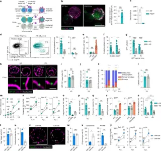 HIV-1 weaponizes T-cell signals to open nuclear pores and infect resting cells