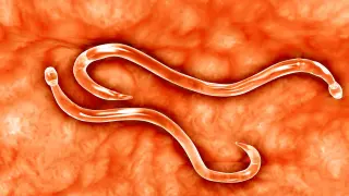 CRISPR-edited hookworms turn into living antidote factories inside the body