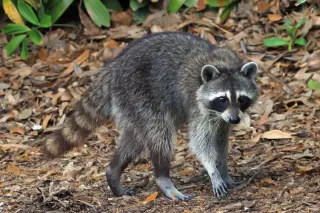US Rabies Exposures Surge 17% This Summer, Prompting CDC Advisory