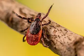 Powassan Virus Surges in the U.S.; Tick Bites Can Transmit in Minutes