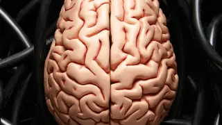 Mice study warns anti-aging drug duo may harm brain myelin