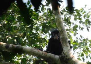 Meet the Likweli: A Brand-New Colobus Monkey from the DRC