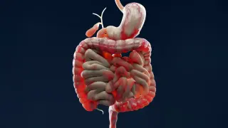 Gut Lining Fragility May Persist in IBD Patients Despite Clinical Remission