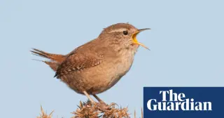 Birdsong uplifts mood in urban spaces, but traffic dulls the effect, researchers say