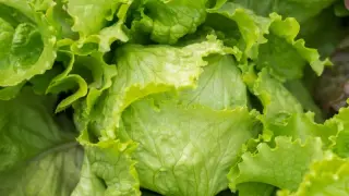 Cyclosporiasis outbreak wanes as recalled iceberg lettuce is pulled from shelves