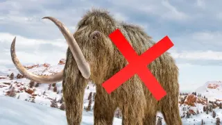 Alaska Fossil Mix-Up: Whale Bones Misidentified as Mammoths for 70 Years
