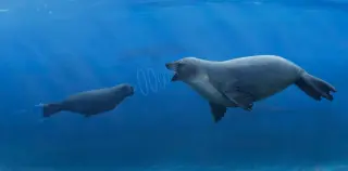 Seals’ Dual-World Ears: How Amphibious Hearing Evolved