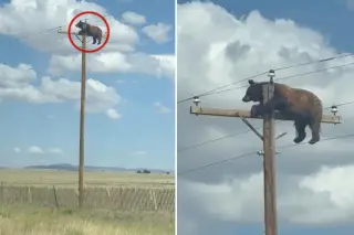 Bear perched on New Mexico utility pole dies after electrocution