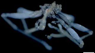 UBC Researchers Identify Two New Sea Spider Species in Salish Sea, Highlighting Biodiversity Gaps