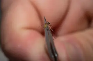 West Nile virus surge prompts US health warning as mosquitoes spread