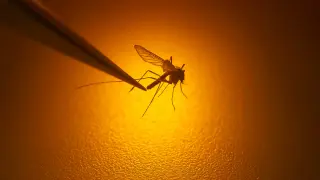 Massachusetts records second West Nile case of the season in Middlesex County