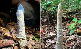 Condoms help scientists decode Amazon cicada mud towers
