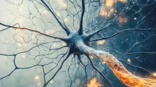 Dendrites Make Neurons Multi-Processors, Revealing Hidden Brain Power