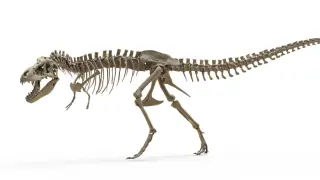 Tooth clues reveal T. rex was warm-blooded like elephants